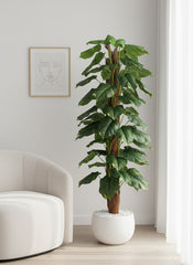 Artificial Fine Pole Money Plant - 5 ft (160 cm)