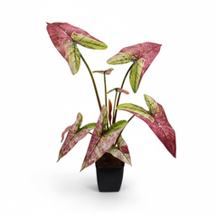 Artificial Multi Caladium Leaf Plant 90cm (3ft)