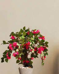 Artificial Bougainvillea Bonsai Tree in Black Pot (90 cm)