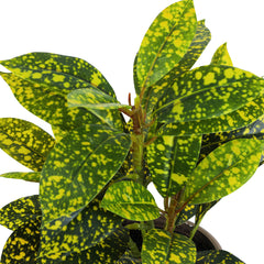 Artificial Potted Croton Plants (Green, 30 cm, Set of 2)