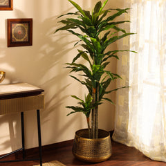 Artificial Dracaena Plant in Black Pot (170 cm)