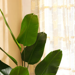 Artificial Banana Plant in Black Pot (160 cm)