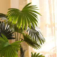 Artificial Fan Palm in Black Pot (160 cm)