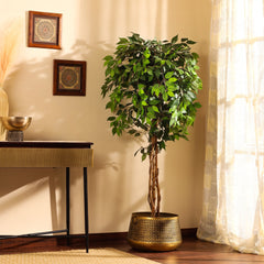 Artificial Ficus Plant in Black Pot (180 cm)