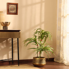 Artificial Dracaena Plant in Black Pot (90 cm)