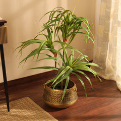 Artificial Dracaena Plant in Black Pot (90 cm)