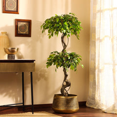 Artificial Ficus Bonsai in Black Pot (150 cm)