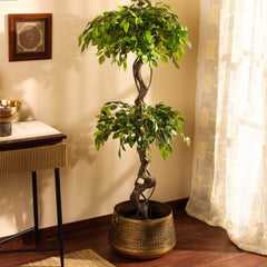 Artificial Ficus Bonsai in Black Pot (150 cm)