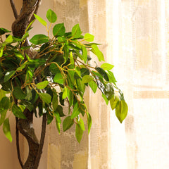 Artificial Ficus Bonsai in Black Pot (150 cm)