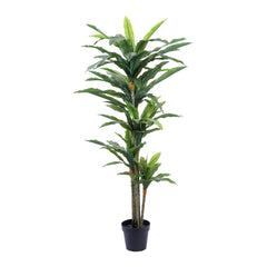 Artificial Dracaena Plant in Black Pot (170 cm)