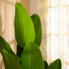 Artificial Banana Plant in Black Pot (180 cm)