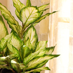 Artificial Pink Dieffenbachia Potted Plant (60 cm)