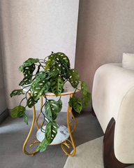 Preserved Monstera Leaf Botanical Decor