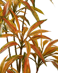 Artificial Dracaena Color Tree 170cm (5.6ft)