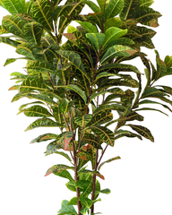 Artificial Matte Croton Plant Decor - 150cm (5ft)