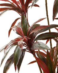 Artificial Dracaena Color Tree 170cm (5.6ft)