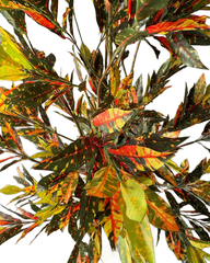 Artificial Multi Tone Ficus Tree 150cm (5ft)