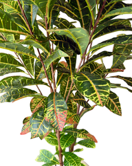 Artificial Matte Croton Plant Decor - 150cm (5ft)