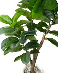 Artificial High-Fidelity Rubber Plant - 5 ft (150 cm)