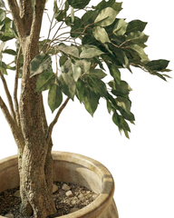 Artificial Natural Ficus Tree 205cm (6.7ft)
