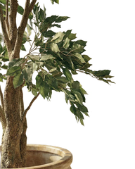 Artificial Natural Ficus Tree 205cm (6.7ft)