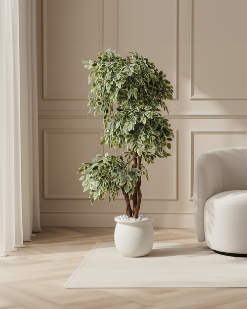 Artificial Variegated Ficus Topiary 168cm (5.5ft)