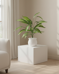 Artificial Striped Dracaena Plant 60cm (2ft)