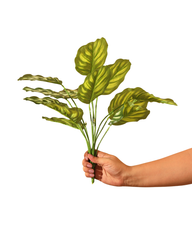 Artificial Striped Orbifolia Plant 45cm (1.5ft)