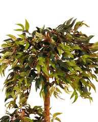 Artificial Ficus Tree Topiary 120cm (4ft)