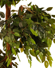 Artificial Ficus Tree Topiary 168cm (5.5ft)