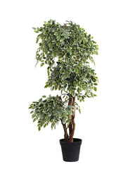 Artificial Variegated Ficus Topiary 168cm (5.5ft)