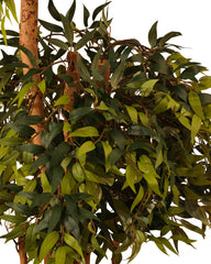 Artificial Ficus Double Tree Topiary 168cm (5.5ft)