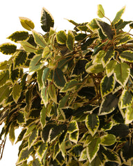 Artificial Variegated Ficus Topiary 168cm (5.5ft)
