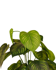 Artificial Philodendron Gloriosum Plant 60cm (2ft)