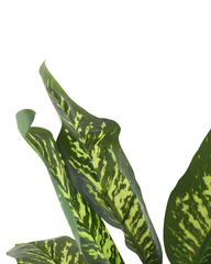 Artificial Variegated Dumb Cane Plant 168cm (5.5ft)