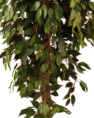 Artificial Weeping Fig Tree Ficus 210cm (7ft)