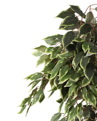 Artificial Variegated Ficus Weeping Tree 150cm (5ft)
