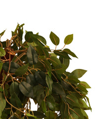 Artificial Ficus Tree Topiary 168cm (5.5ft)