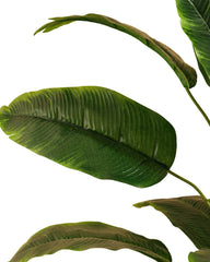 Artificial Banana Leaf Plant 60cm (2ft)