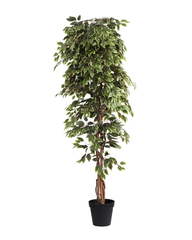 Artificial Variegated Ficus Weeping Tree 210cm (7ft)