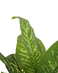 Artificial Variegated Dumb Cane Plant 90cm (3ft)