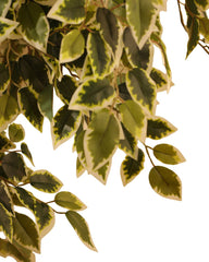 Artificial Variegated Ficus Topiary 168cm (5.5ft)