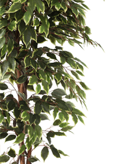 Artificial Variegated Ficus Weeping Tree 210cm (7ft)