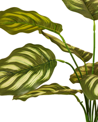 Artificial Striped Orbifolia Plant 45cm (1.5ft)