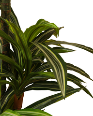 Artificial Dracaena Fragrans Tree 150cm (5ft)
