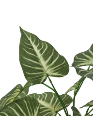 Artificial Striped Arrow Leaf Plant 45cm (1.5ft)