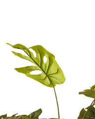 Artificial Monstera Deliciosa Tree 180cm (6ft)