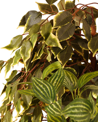 Artificial Striped Foliage Plant Set of 2 25cm (1ft)