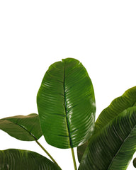 Artificial Banana Leaf Plant 60cm (2ft)