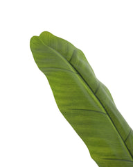 Artificial Banana Tree Plant 150cm (5ft)